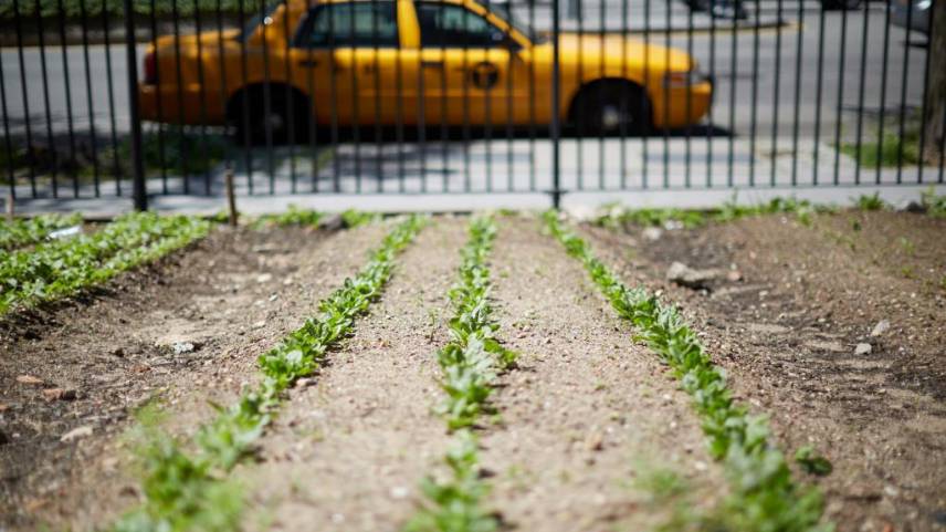 NYU Urban Farm Lab Tour | NYU Wagner