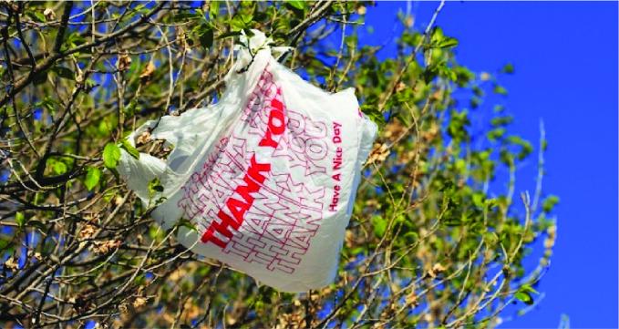 plastic bag caught on tree 